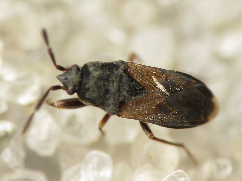 Tropistethus holosericus (Scholtz, 1846)